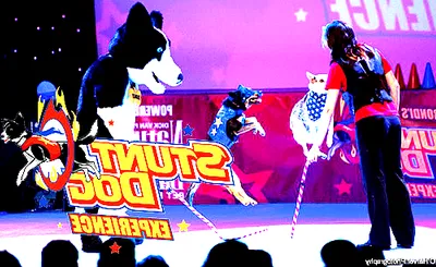 Chris Perondi's Stunt Dog Experience