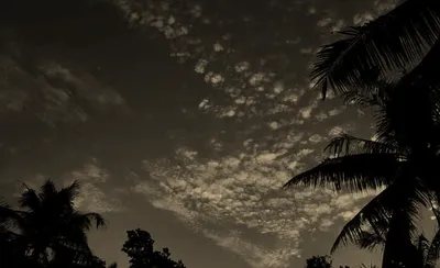 Said The Sky