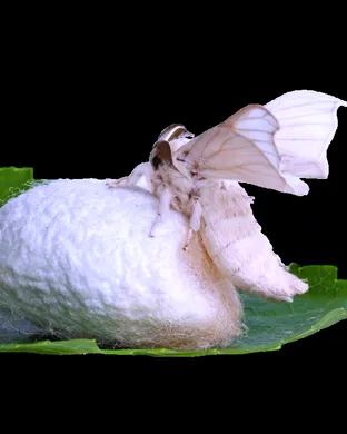 Silkworm